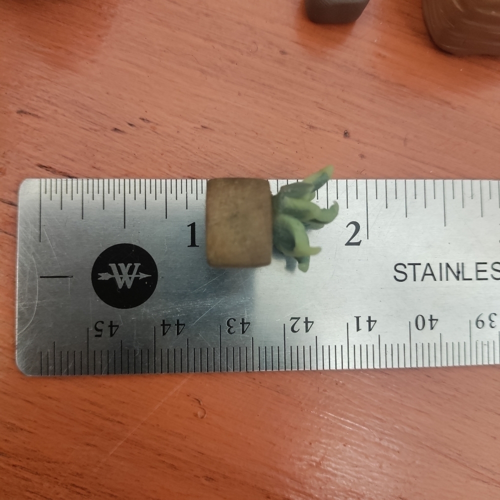 6 Polymer clay & tiger maple potted plants - Picture 6 of 11